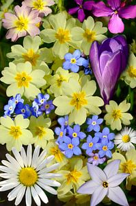 Collage aus Frühlingsblumen
