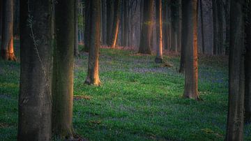 Der Frühling kommt von Wim van D