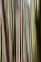 vertical forest