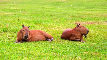 Capybara Brüder in Frieden von Piret Victoria Ribas Photography