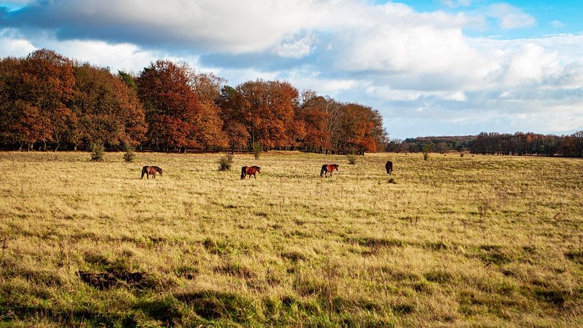 Ede Landscape by AciPhotography