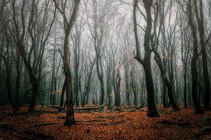 Forêt d'hiver