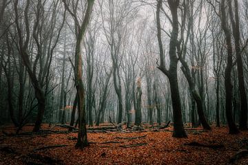 Winter forest van Björn van den Berg