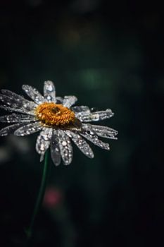 Fleur de gouttelette