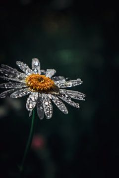 Droplet flower by Fotopipps