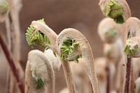 Rolling ferns in spring