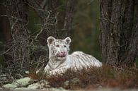Weißer Königstiger ( Panthera tigris ), ruht, liegt zwischen Bäumen im Unterholz, leckt sich die Sch von wunderbare Erde Miniaturansicht