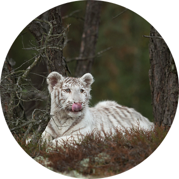 Bengal Tiger ( Panthera tigris ), white morph, resting between trees, licking its tongue, cute young van wunderbare Erde