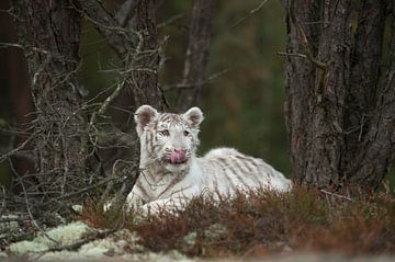 Bengal Tiger ( Panthera tigris ), white morph, resting between trees, licking its tongue, cute young van wunderbare Erde