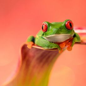 Grenouille lémurienne aux yeux rouges sur Danielle van Doorn