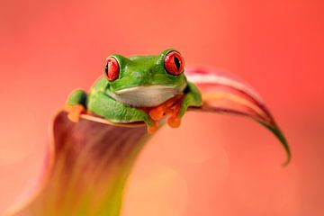 Red-eyed lemur frog by Danielle van Doorn