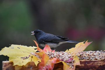 A juco bird has the garden feeder in autumn by Claude Laprise