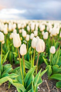 Witte tulpen in een veld tijdens een zonsondergang in de lente