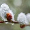 Pussy Willow Branch With Raindrops by Iris Holzer Richardson