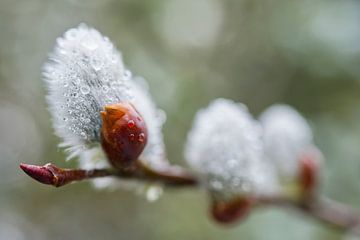 Pussy Willow Branch With Raindrops