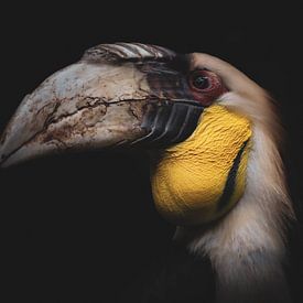 Mannetje | Portret Gewone Jaarvogel van Elena ten Brink