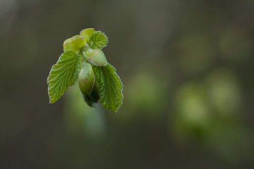 Nieuw groen