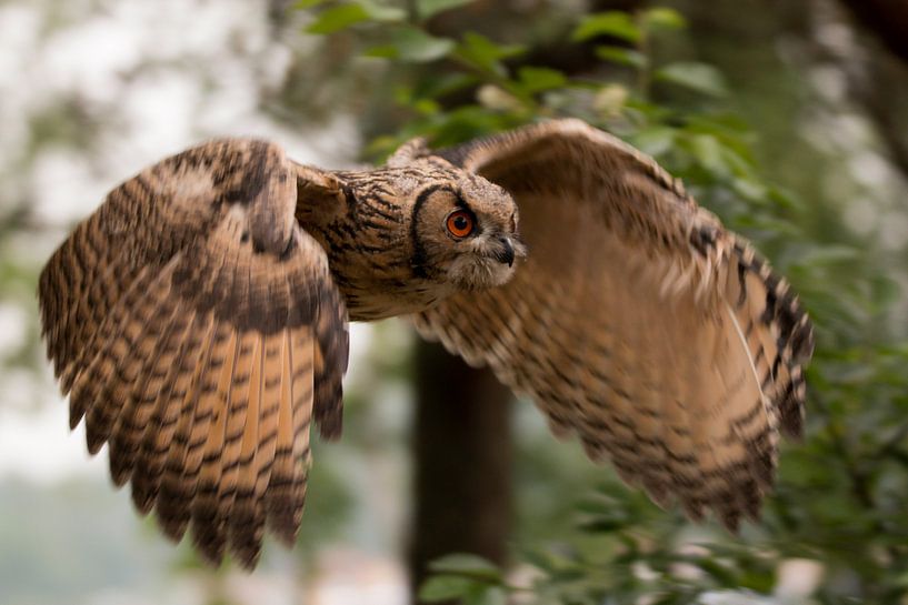 Vliegende jonge europese Oehoe in bos par Marco van der Zwaag