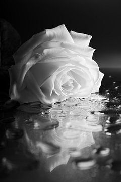Die gefallene Rose (schwarz und weiß) von Marjolijn van den Berg