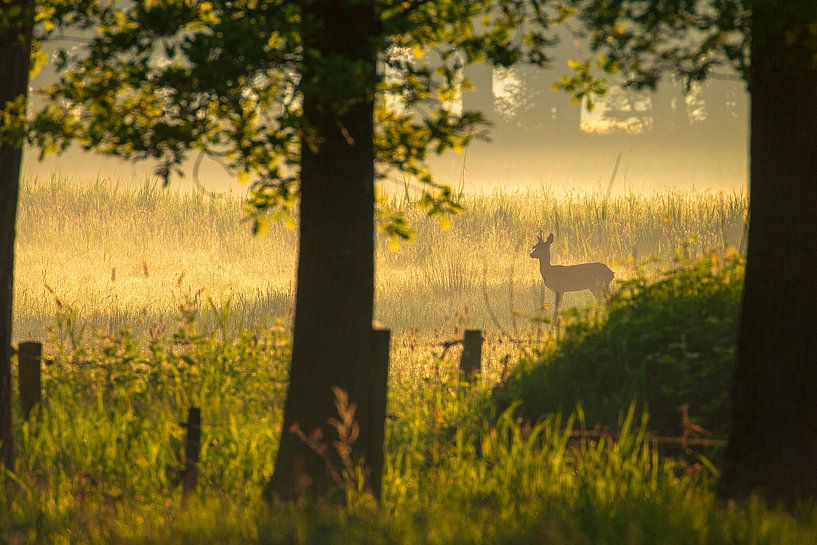 vroege vogel by Erwin Goossens