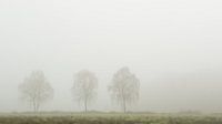 Drie bomen in de mist in het Twentse Landschap von Art Wittingen Miniaturansicht