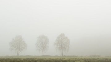 Drie bomen in de mist in het Twentse Landschap