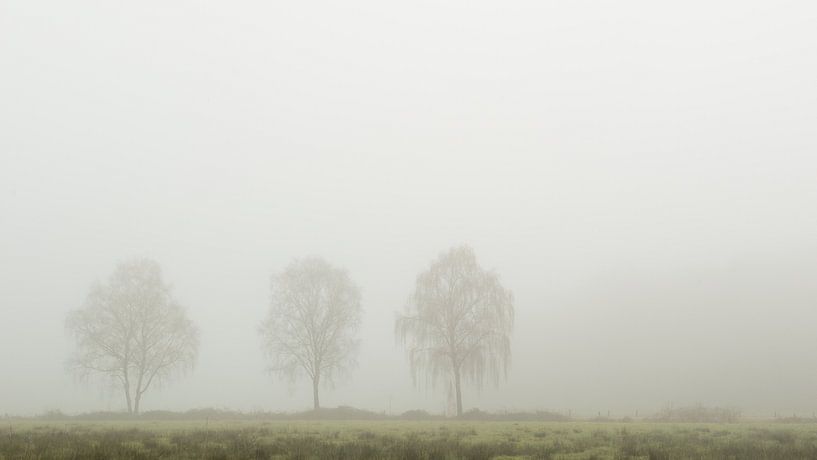 Drie bomen in de mist in het Twentse Landschap van Art Wittingen