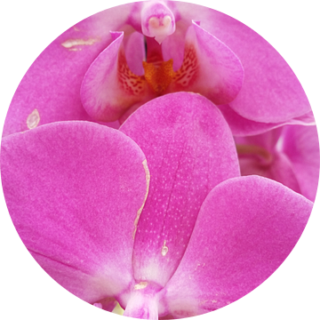 orchidee #5 van Mr.Passionflower