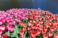 Field with tulips in red and pink at water in Keukenhof Holland by Ben Schonewille thumbnail