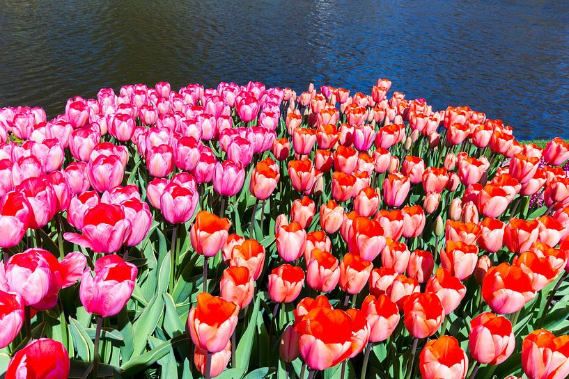 Field with tulips in red and pink at water in Keukenhof Holland by Ben Schonewille