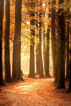 Pad door een beukenbos tijdens de herfst in natuurgebied de Veluwe