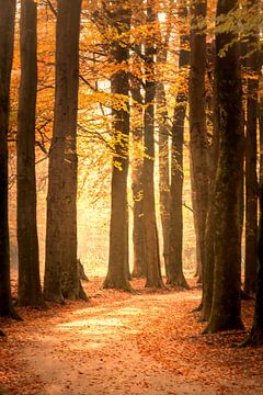 Pad door een beukenbos tijdens de herfst in natuurgebied de Veluwe van Sjoerd van der Wal
