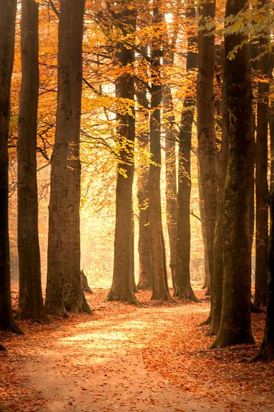 Pad door een beukenbos tijdens de herfst in natuurgebied de Veluwe van Sjoerd van der Wal Fotografie