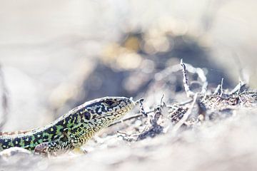 Lézard des sables mâle sur Antoine Deleij