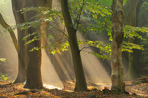 Zonneharpen in het bos