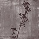 Botanische illustratie in retrostijl in donker taupe van Dina Dankers thumbnail