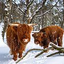 schotse hooglanders in de sneeuw 2 van scott van maurik thumbnail