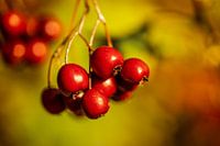 Red Berries In The Sun