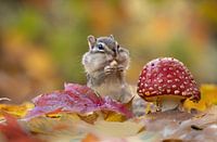 Herfst bij de eekhoorns 1