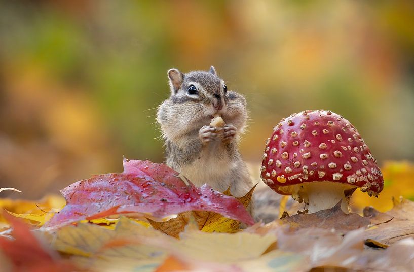 Herbst mit den Eichhörnchen 1 von Danielle van Doorn
