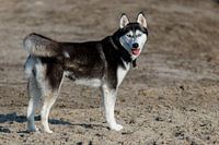 foto van een Siberische husky in staande houding van de zijkant en kijkt naar je