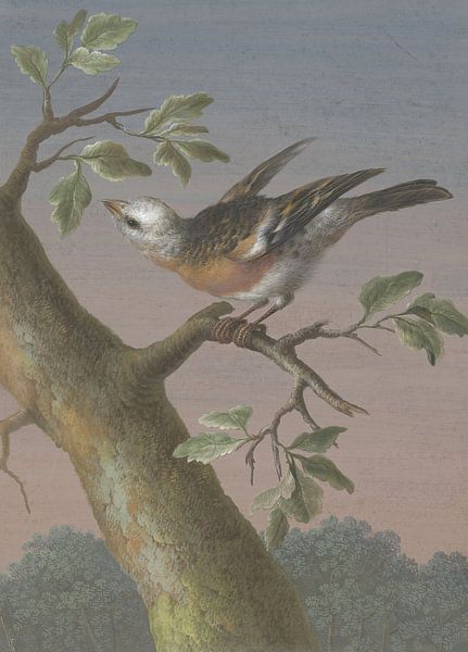 Snow bunting, Barbara Regina Dietzsch - ca. 1716 by Het Archief