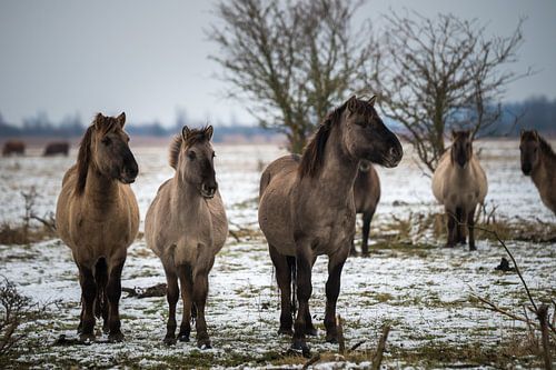 3 Koniks winter