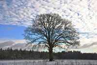 Solobaum in Winterlandschaft
