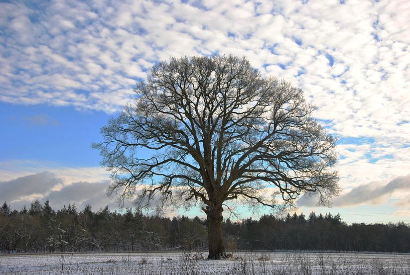 Solobaum in Winterlandschaft von M de Vos