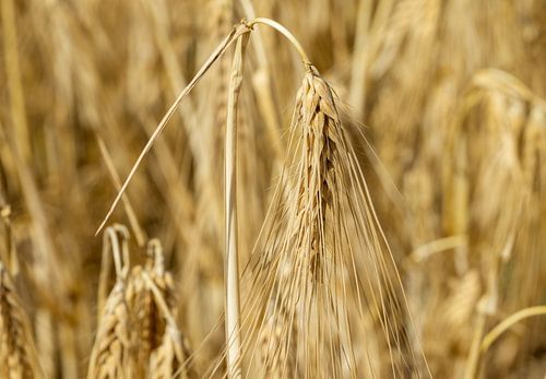 Graanoogst in de zomer