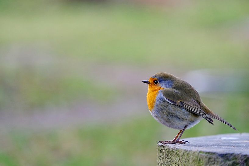 Robin on a stone. by Adriana