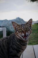 chat sauvage