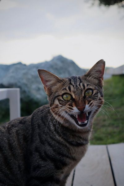 wild cat by sam van Spall