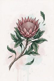 Eleganter botanischer Kunstdruck einer Protea in Aquarelltechnik von VICTOR S